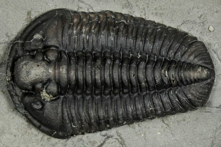 Calymene Niagarensis Trilobite Fossil - New York #357074
